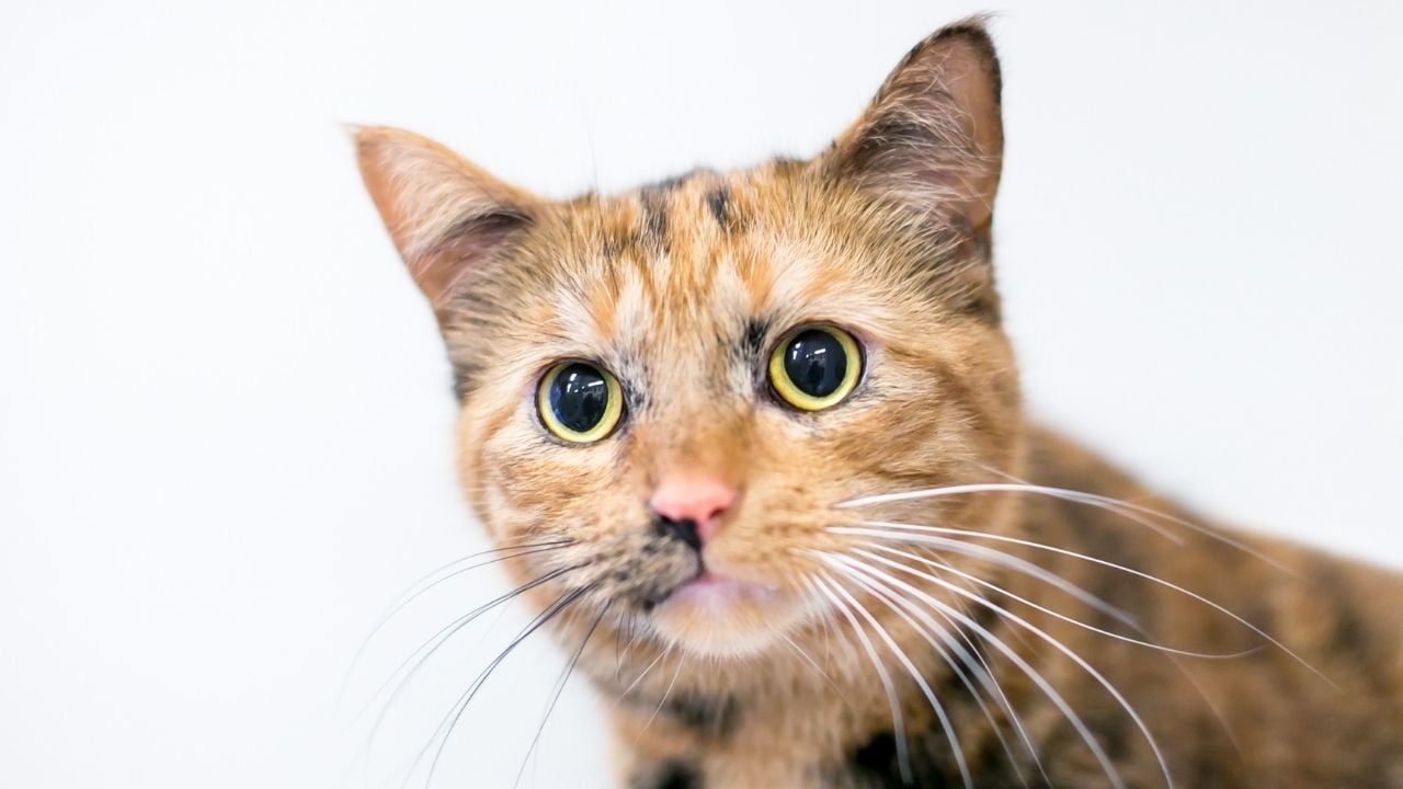 göz bebekleri büyümüş tortie kedi