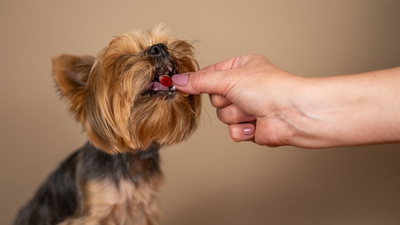 köpek nar tanesi yiyor