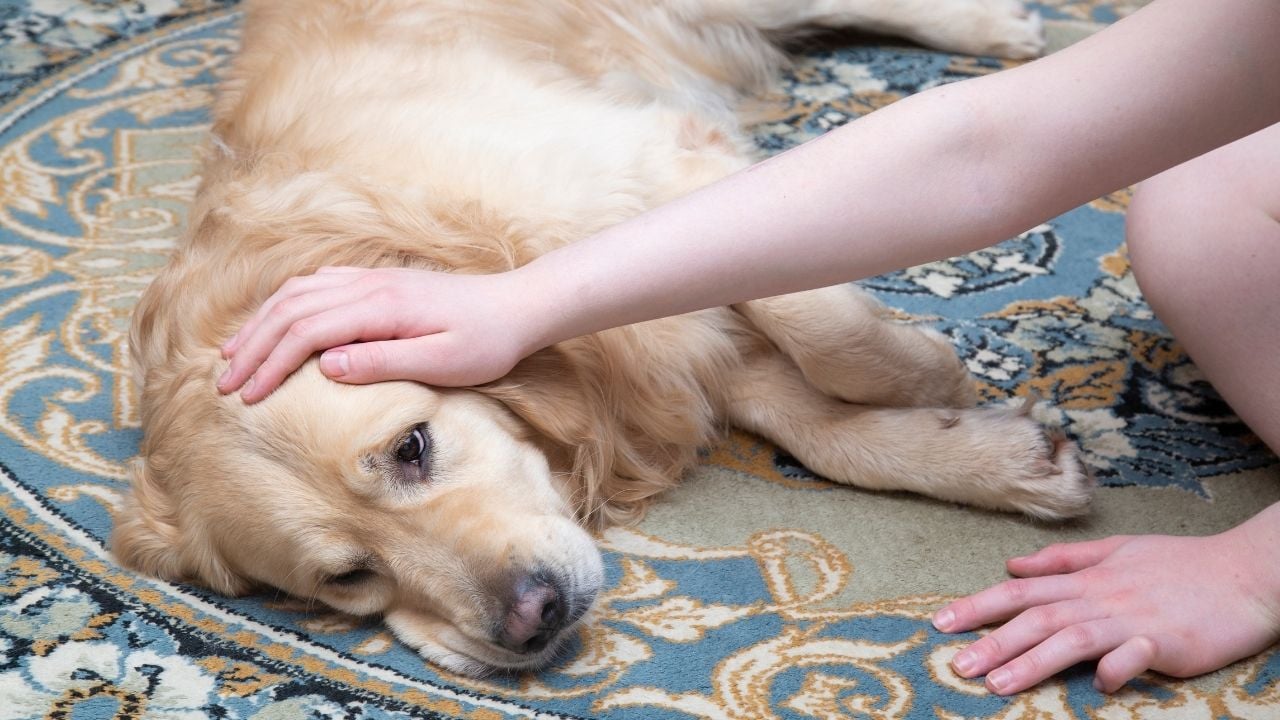 hasta köpek yatıyor