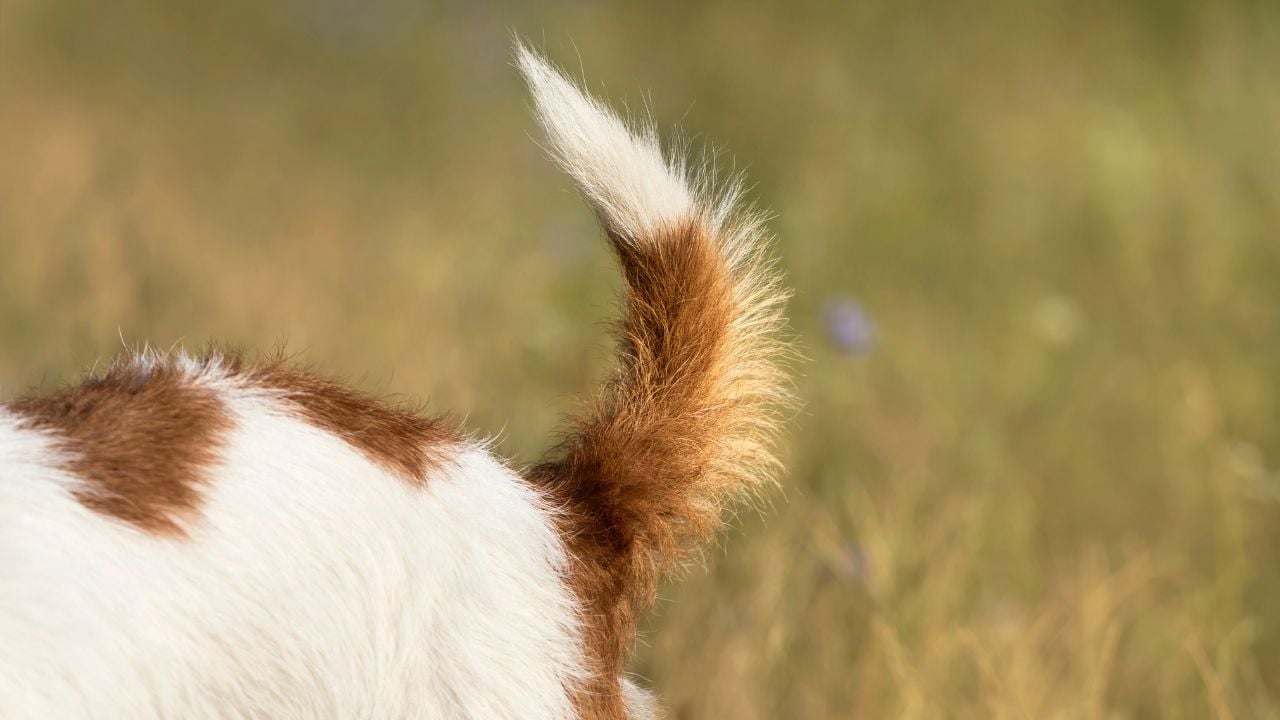 beyaz kahverengi köpeğin kuyruğu