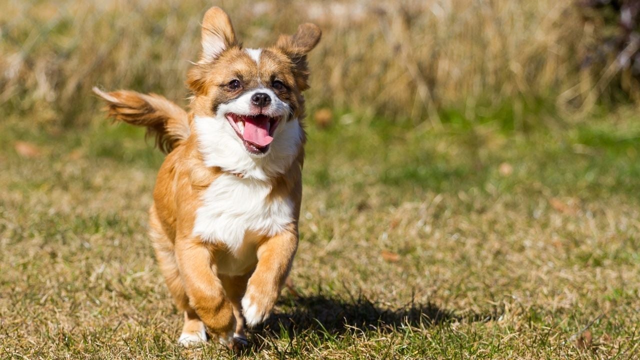 mutlu bir köpeğin kuyruk sallaması