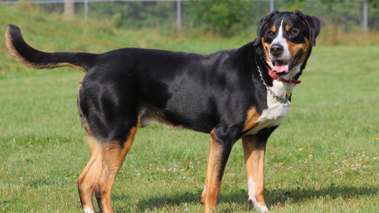 meraklı bir köpeğin kuyruğu