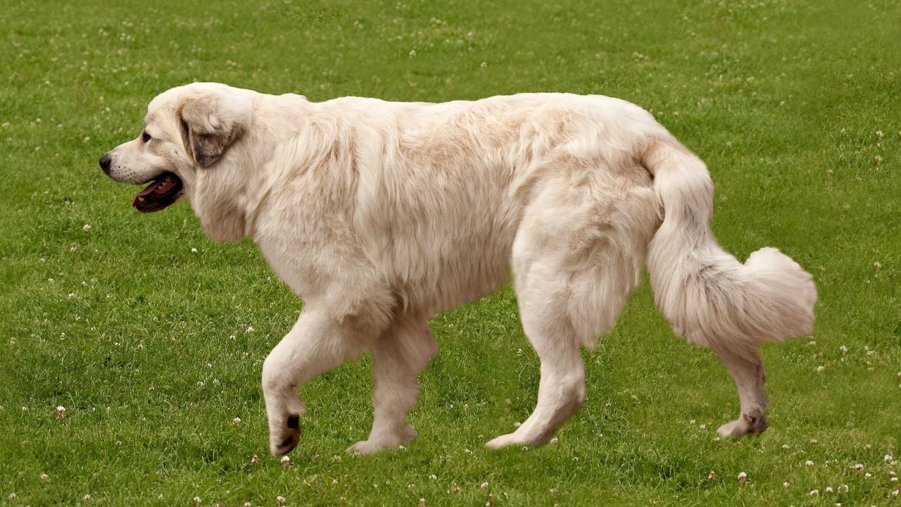 rahat bir köpeğin kuyruğu
