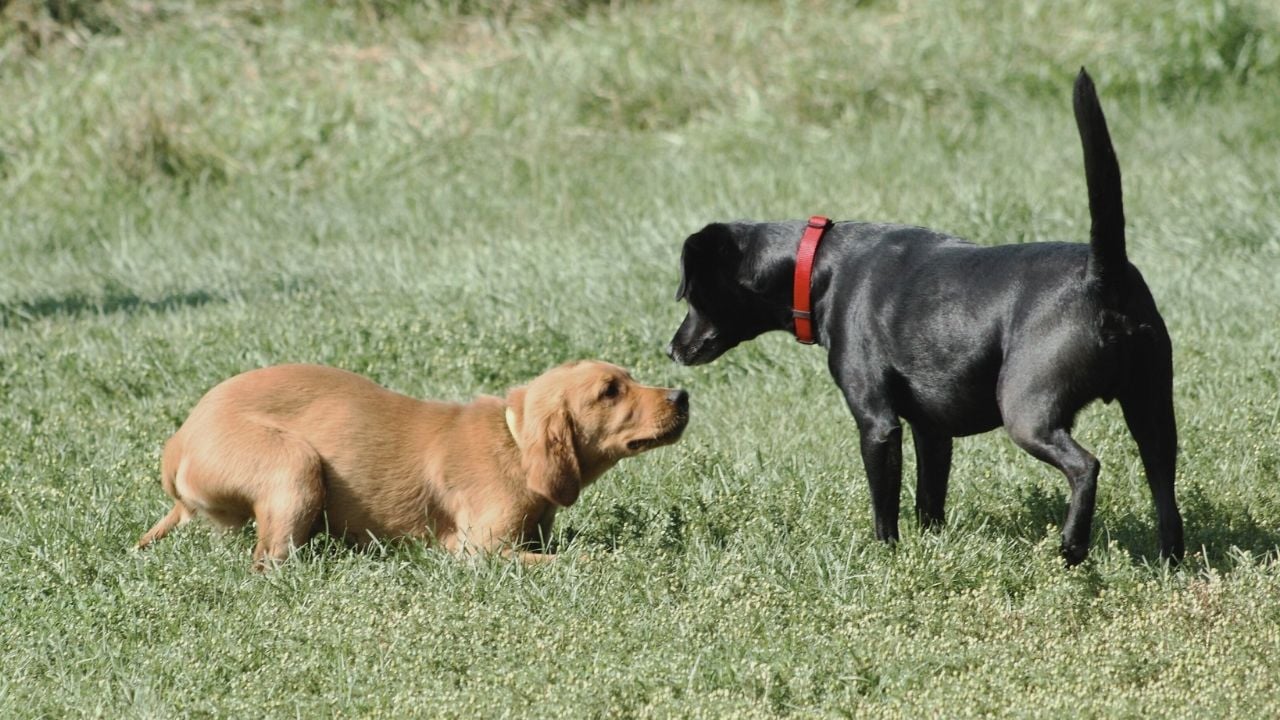 tetikte bir köpeğin kuyruğu