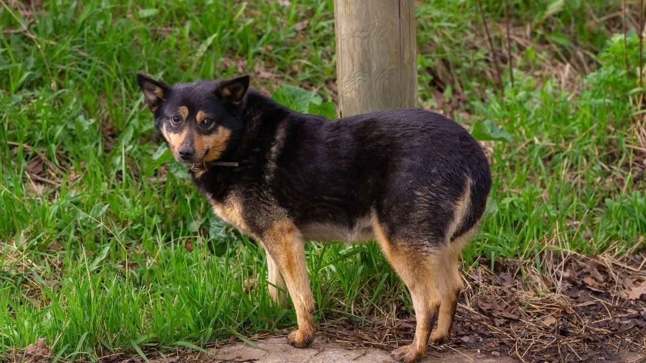 korkmuş bir köpeğin kuyruğu