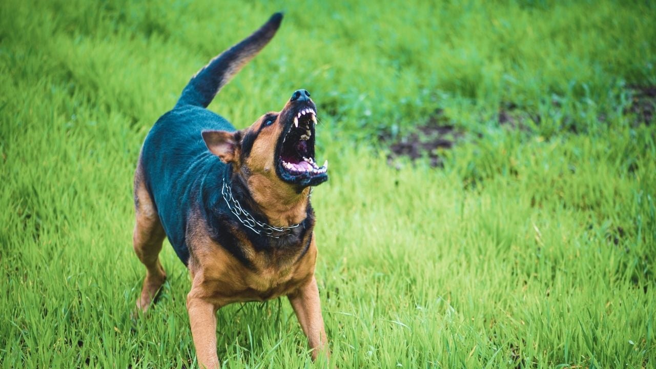tehditkar bir köpeğin kuyruğu