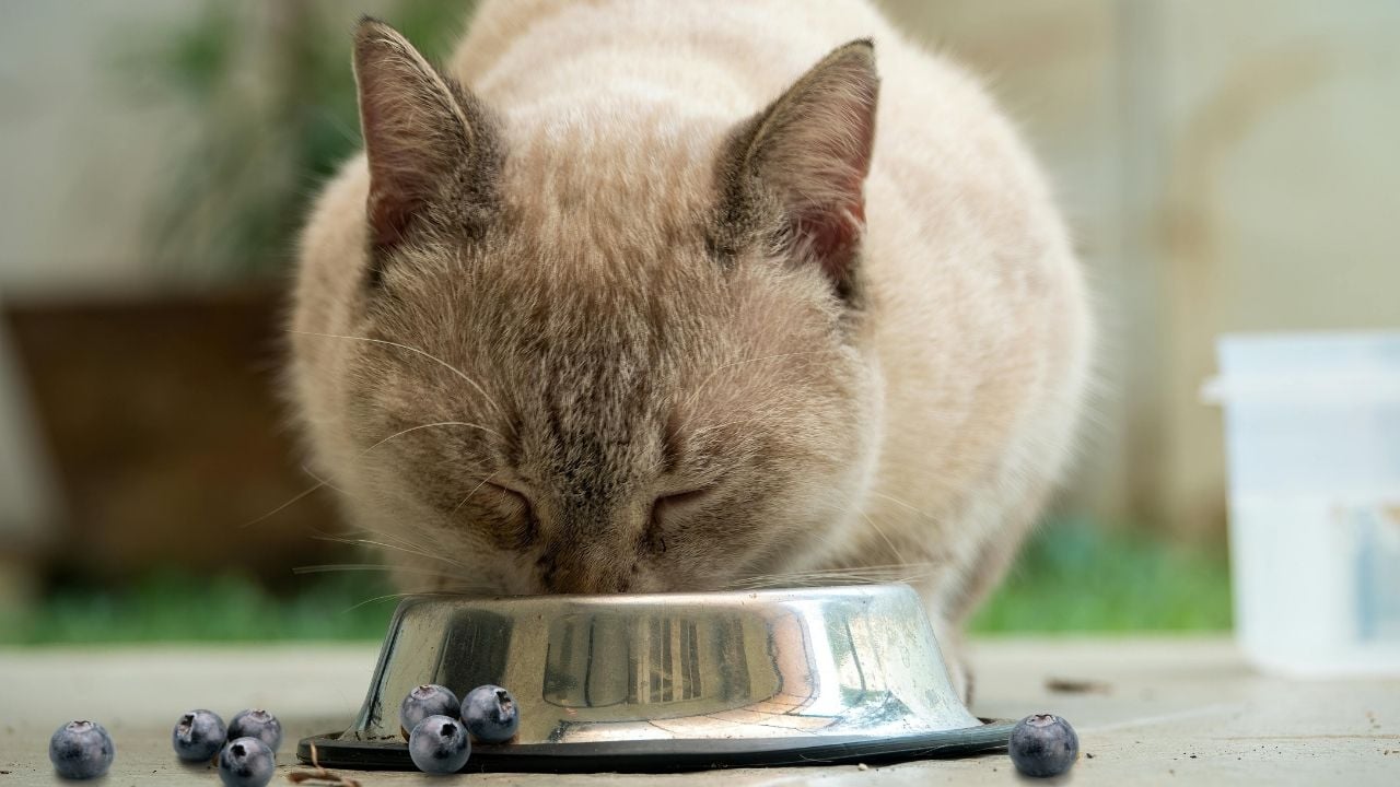 kedi mama tabağından yiyor