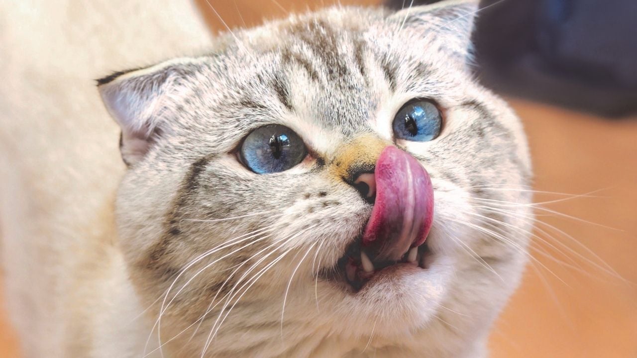 yalanan bir kedi