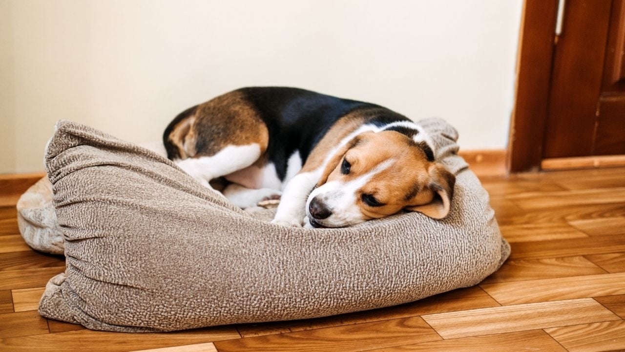 hasta köpek yatıyor