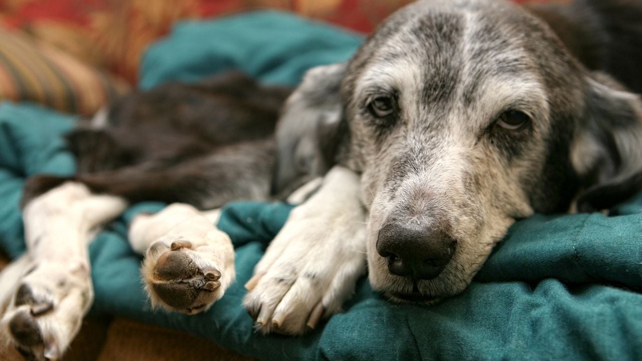 hasta bir köpek yatıyor