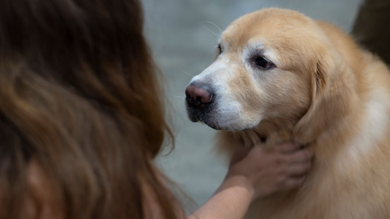 kadın golden köpeğinin boynuna bakıyor