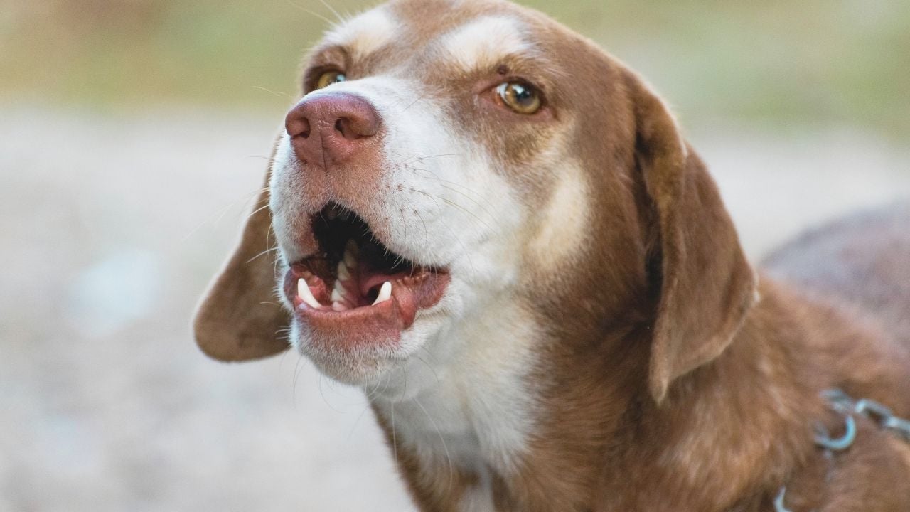 ağzı açık bir köpek