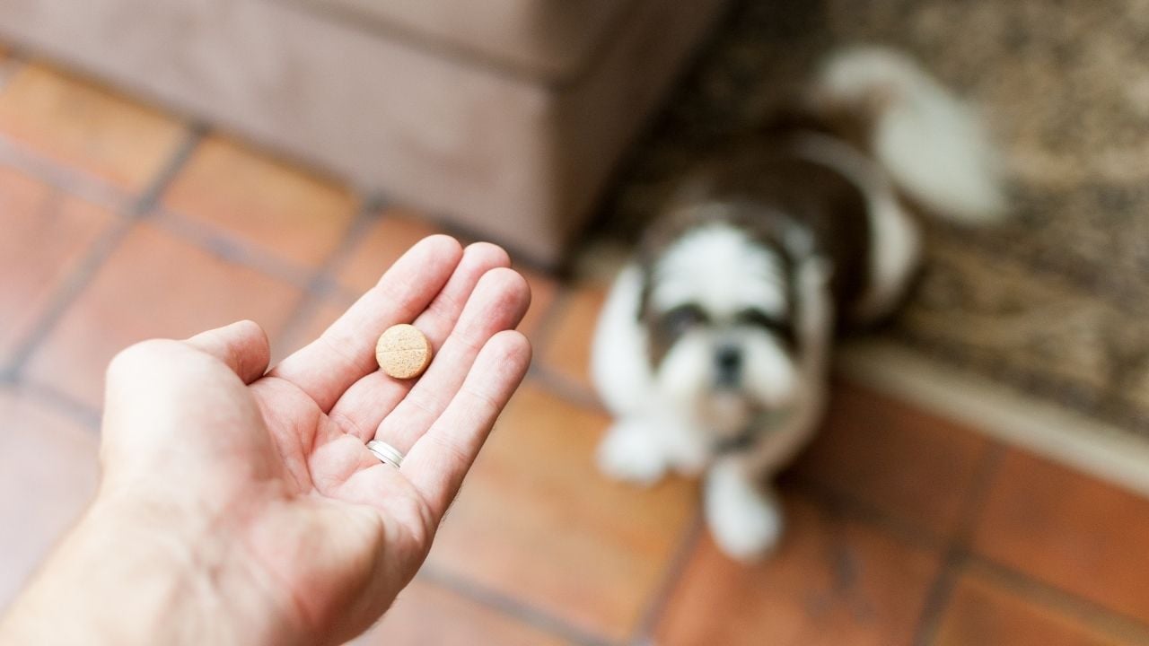 bir ilaç ve bir köpek