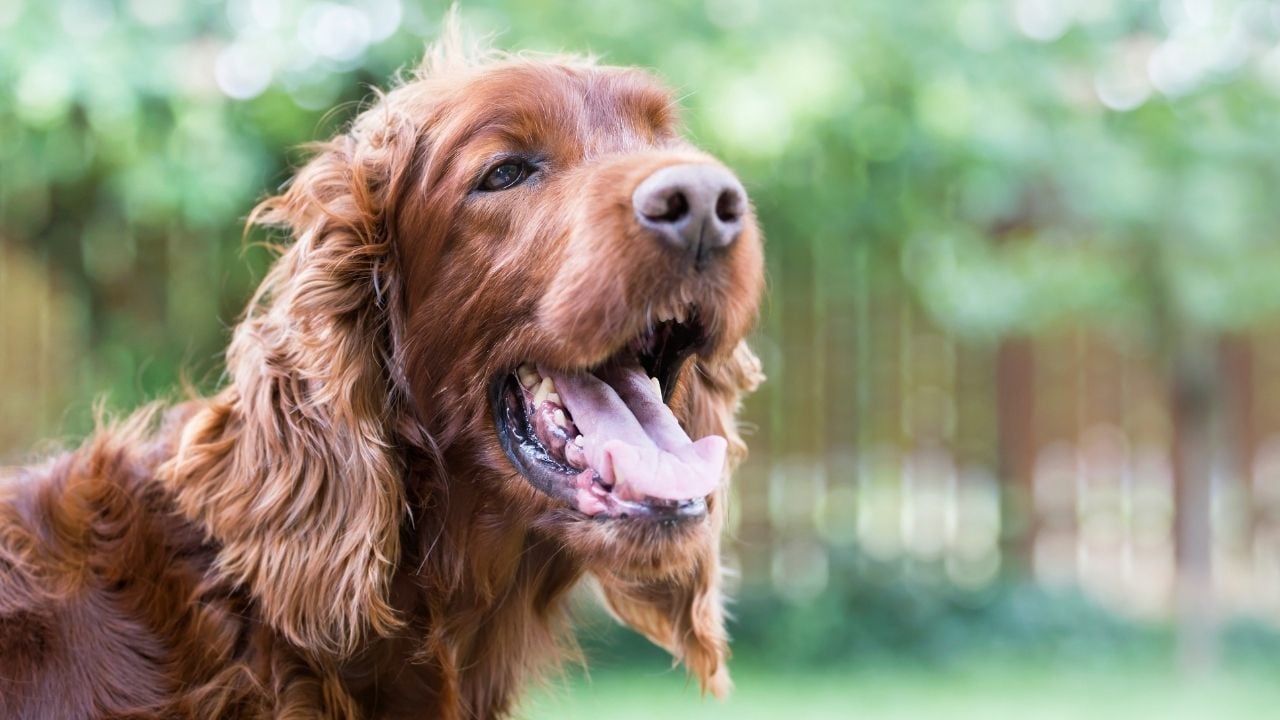 öksüren bir köpek