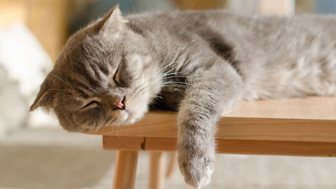 gri kedi masada yatıyor