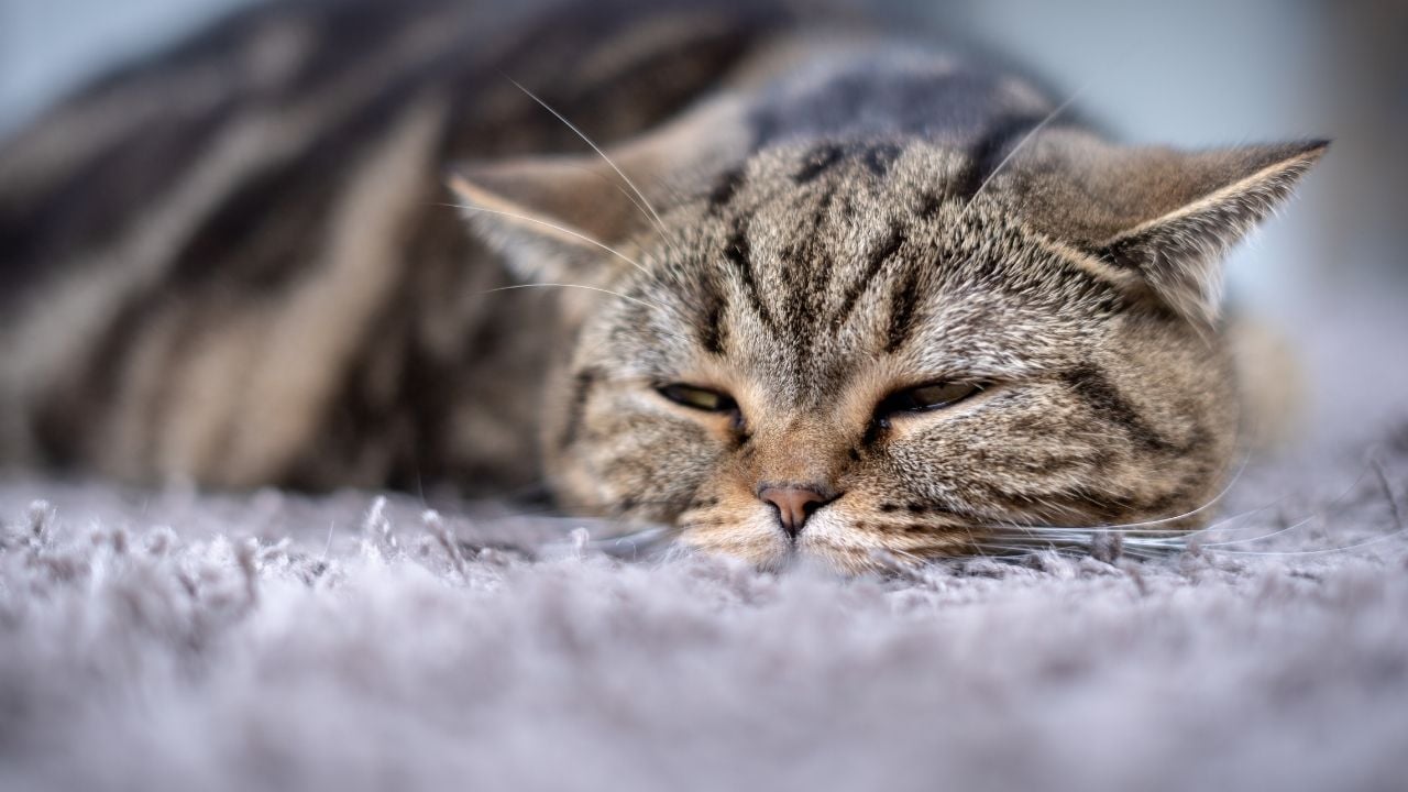 hasta tekir kedi