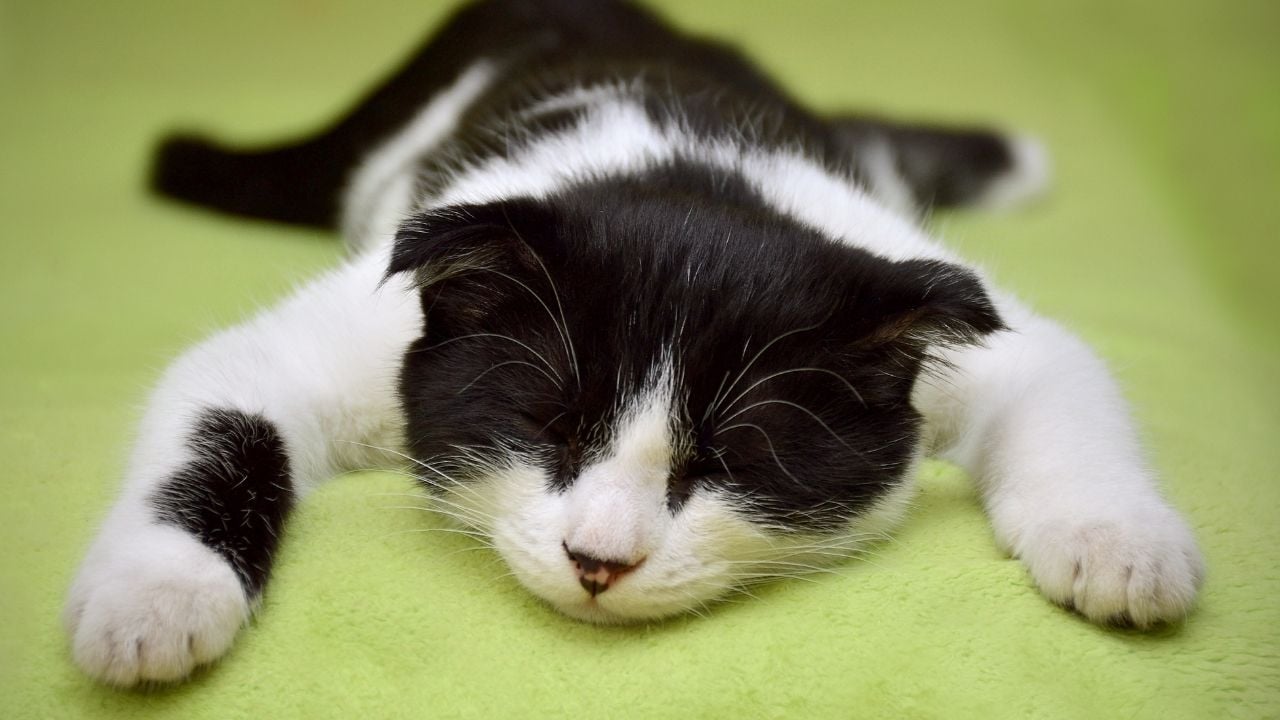 smokin kedi yerde yatıyor