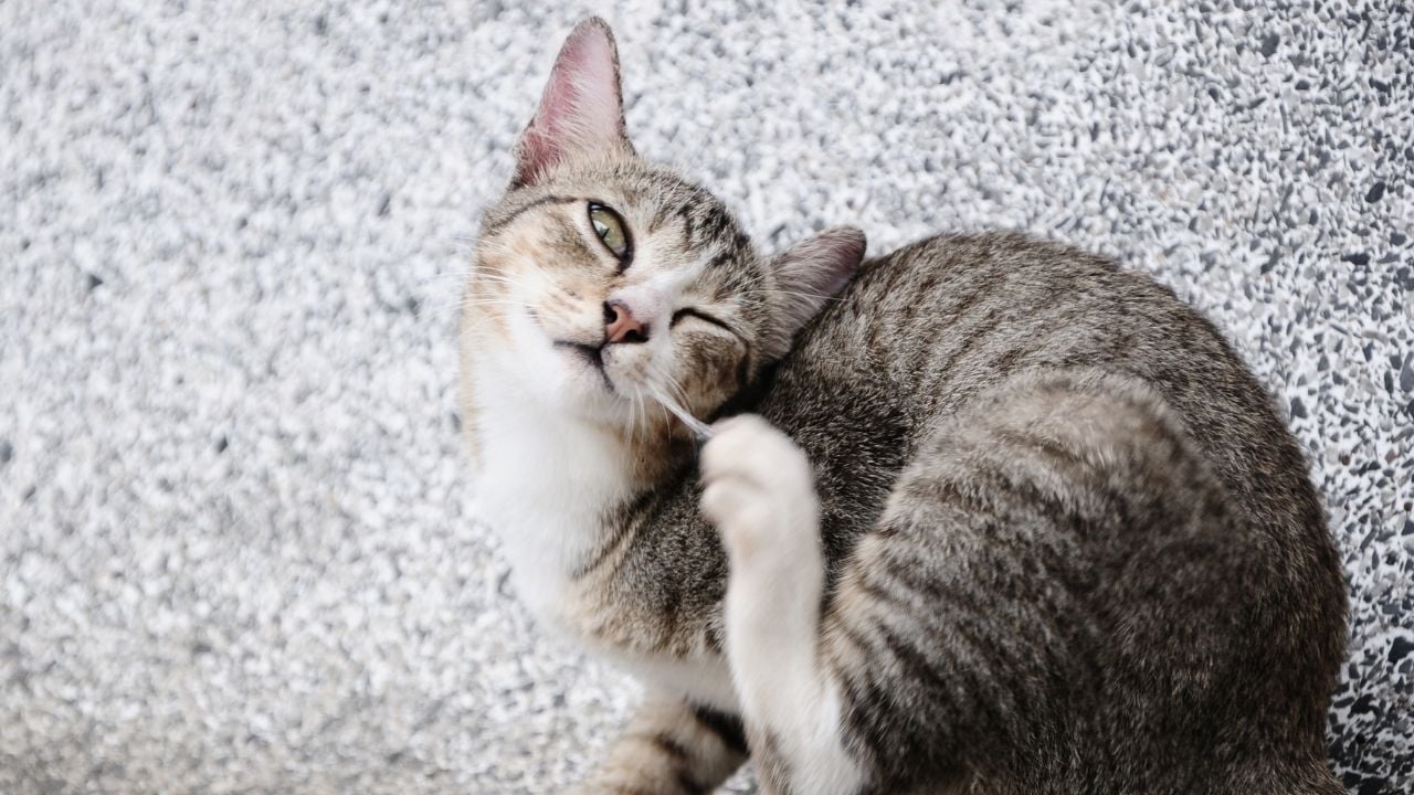 tekir kedi kaşınıyor