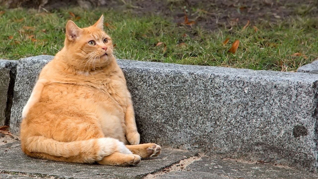 sarı obez kedi