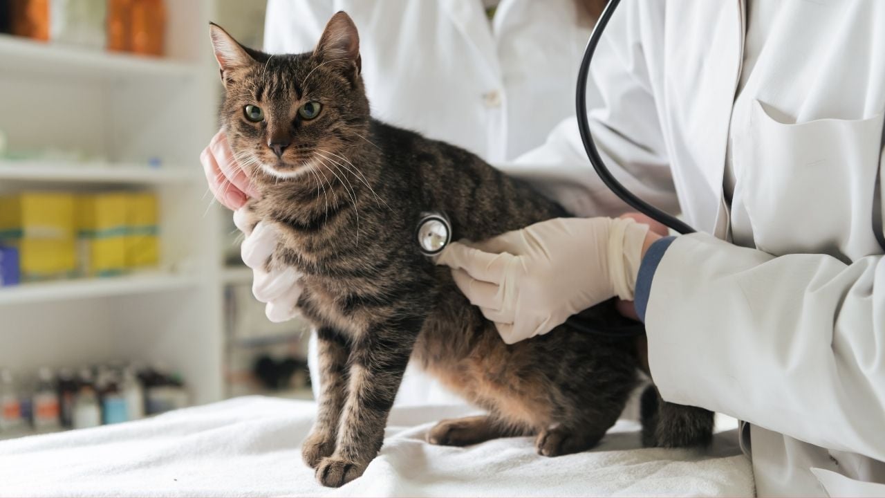 tekir kedi veterinerde