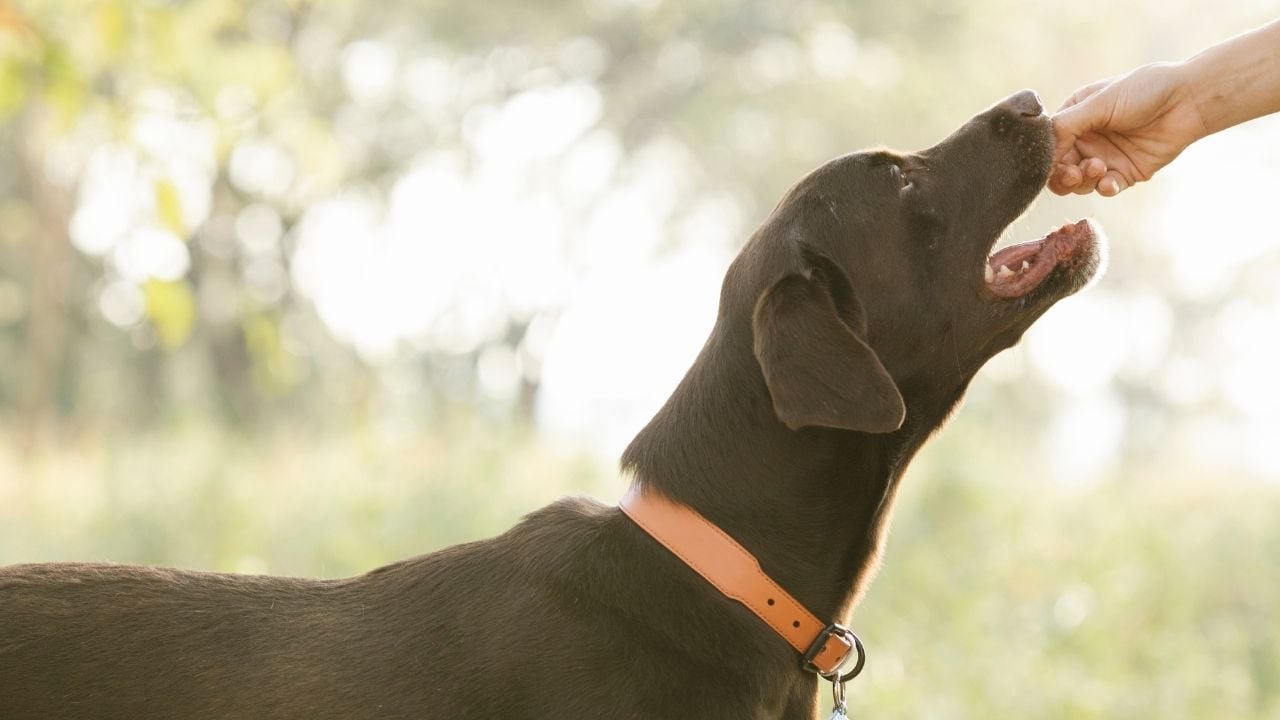 köpek sahibinin elinden bir şeyler yiyor