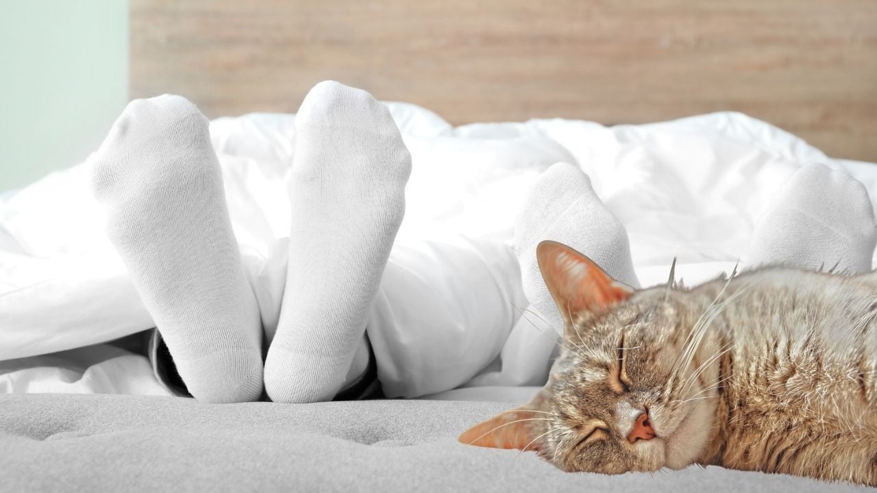 kedi ayak ucunda uyuyor