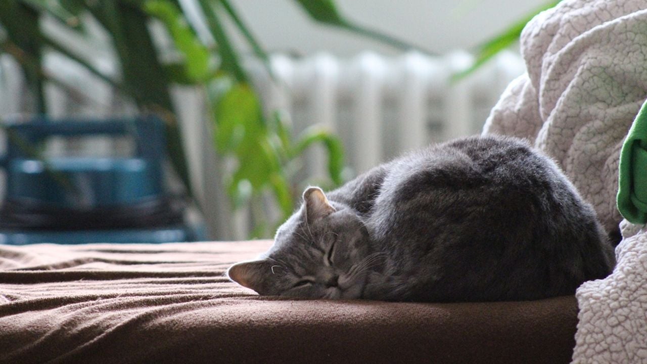 uyuyan bir gri kedi
