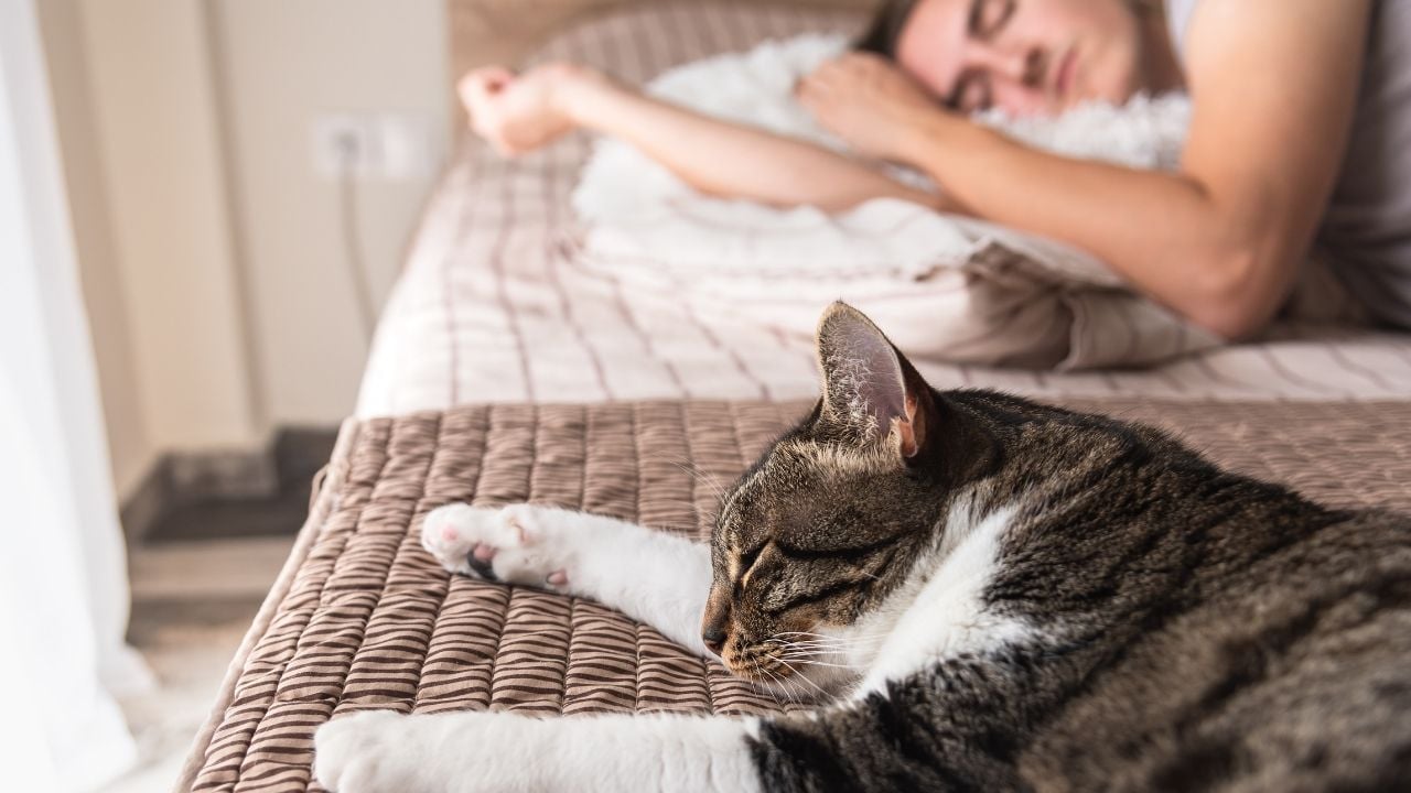 ayak ucunda yatan bir kedi