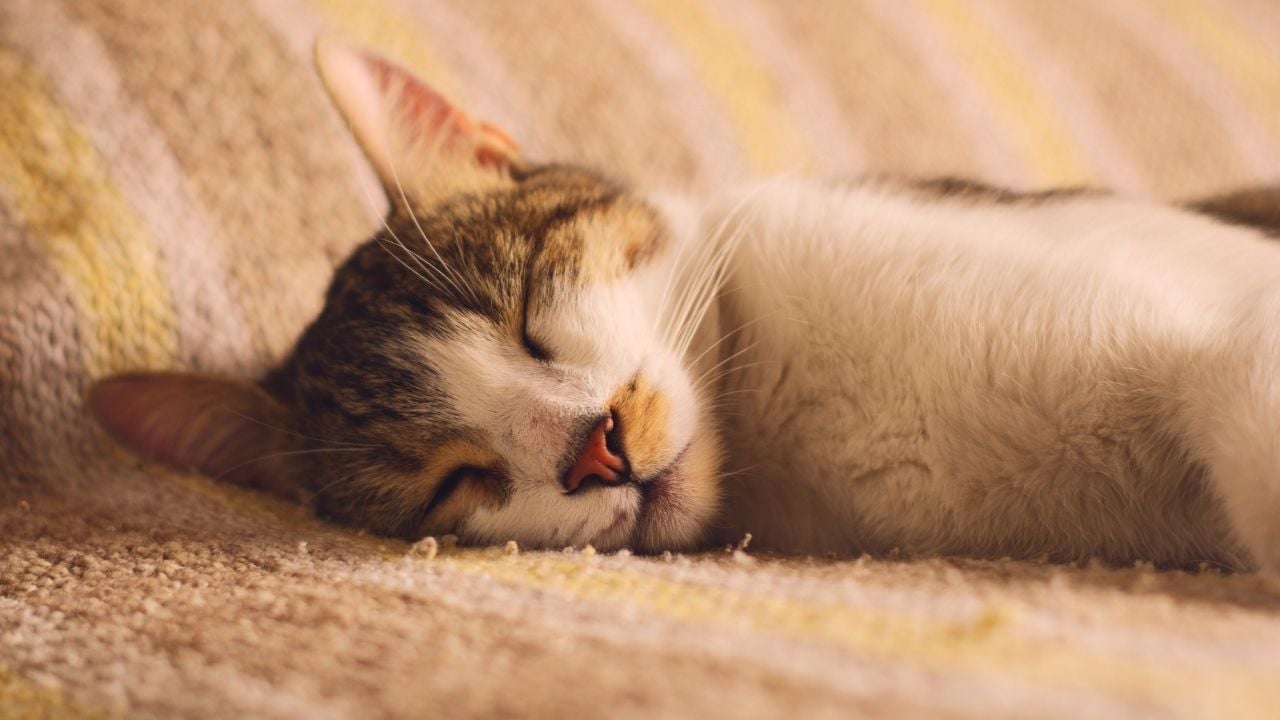 uyuyan sevimli tekir kedi
