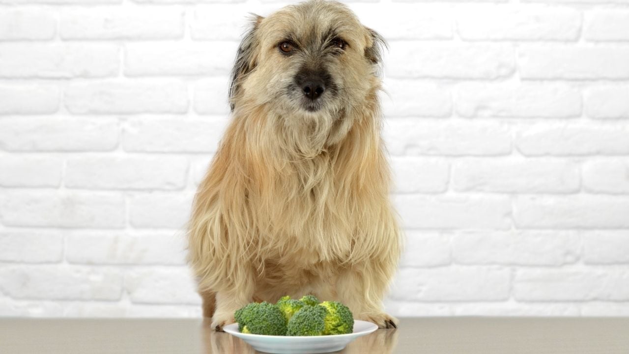 önünde bir tabak brokoli olan köpek