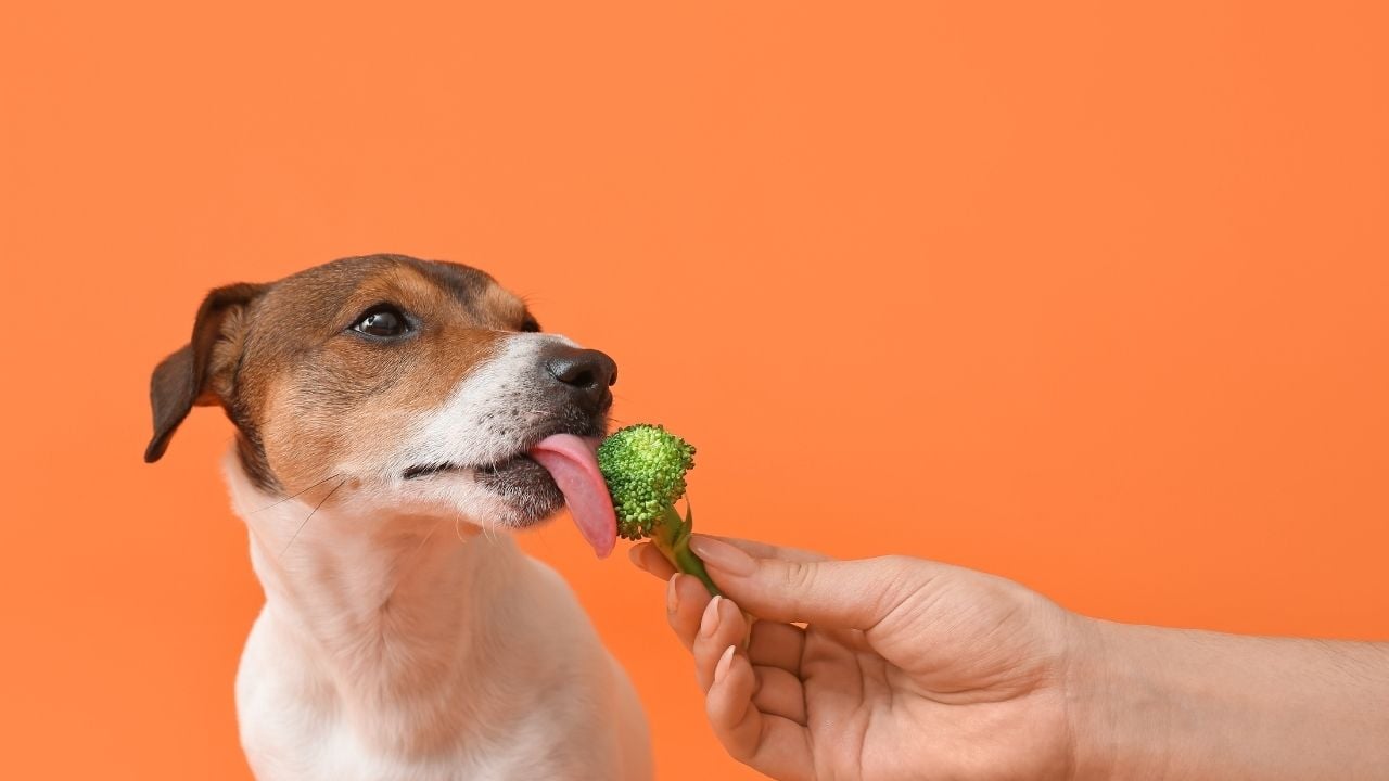 sevimli köpek brokoli yiyor