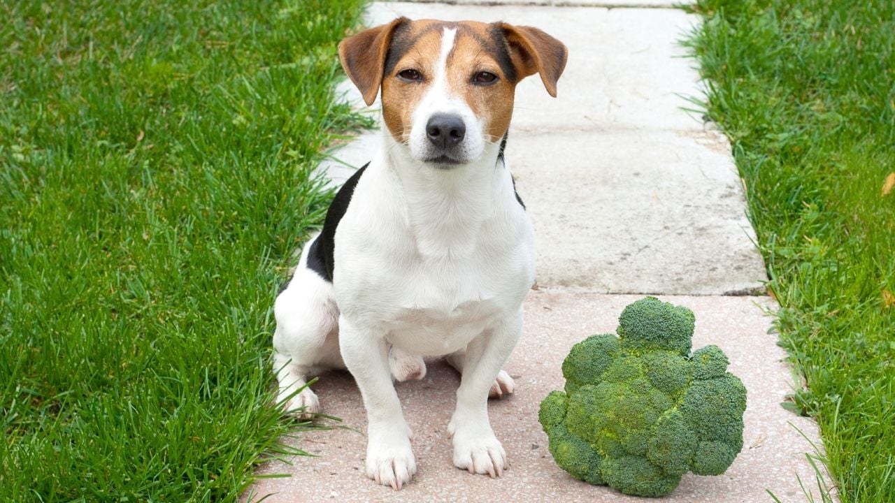 brokolinin yanında duran köpek