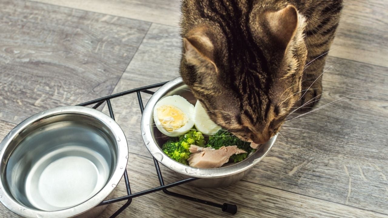 kedi brokoli ve tavuk yiyor