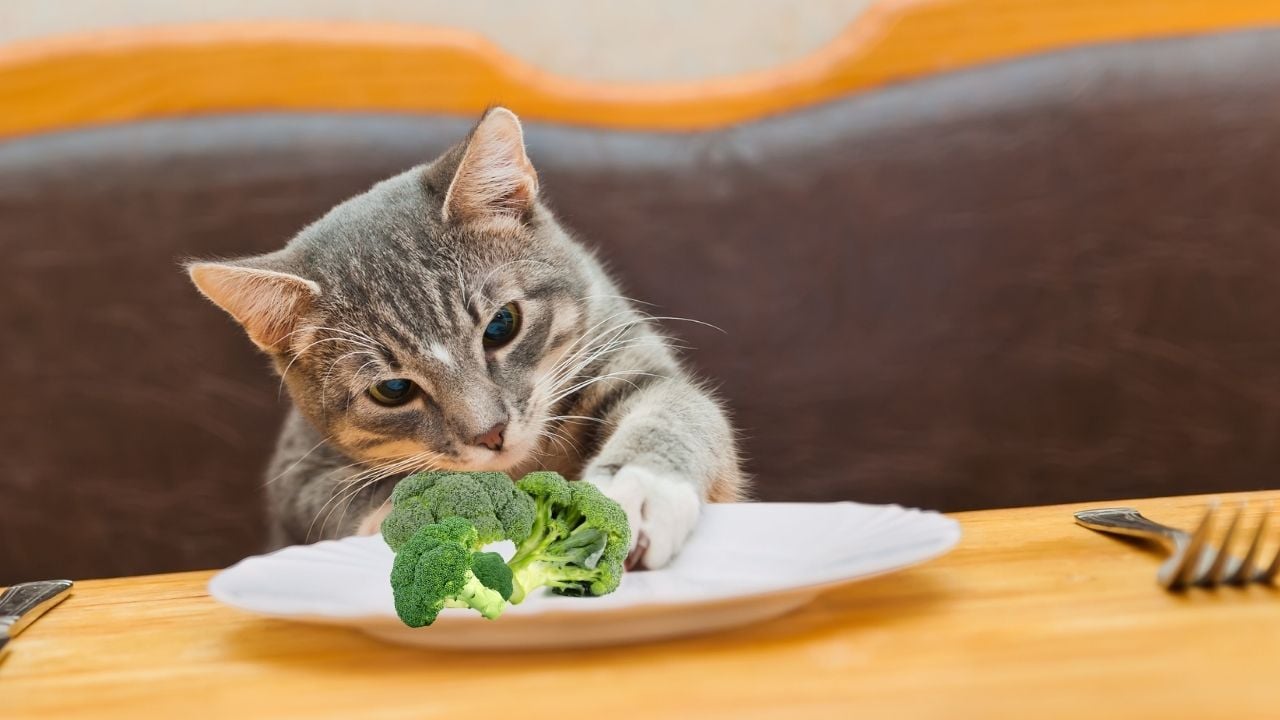 kedi brokoli tabağı ile