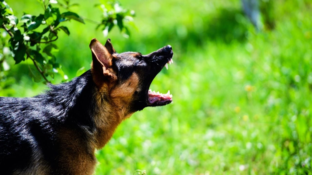 köpek ağzı açık