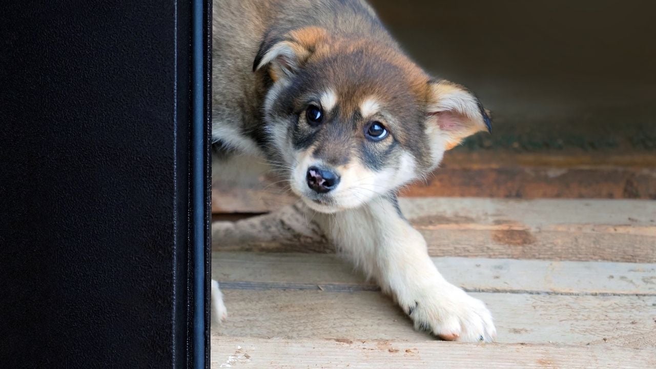 korkmuş bir köpek