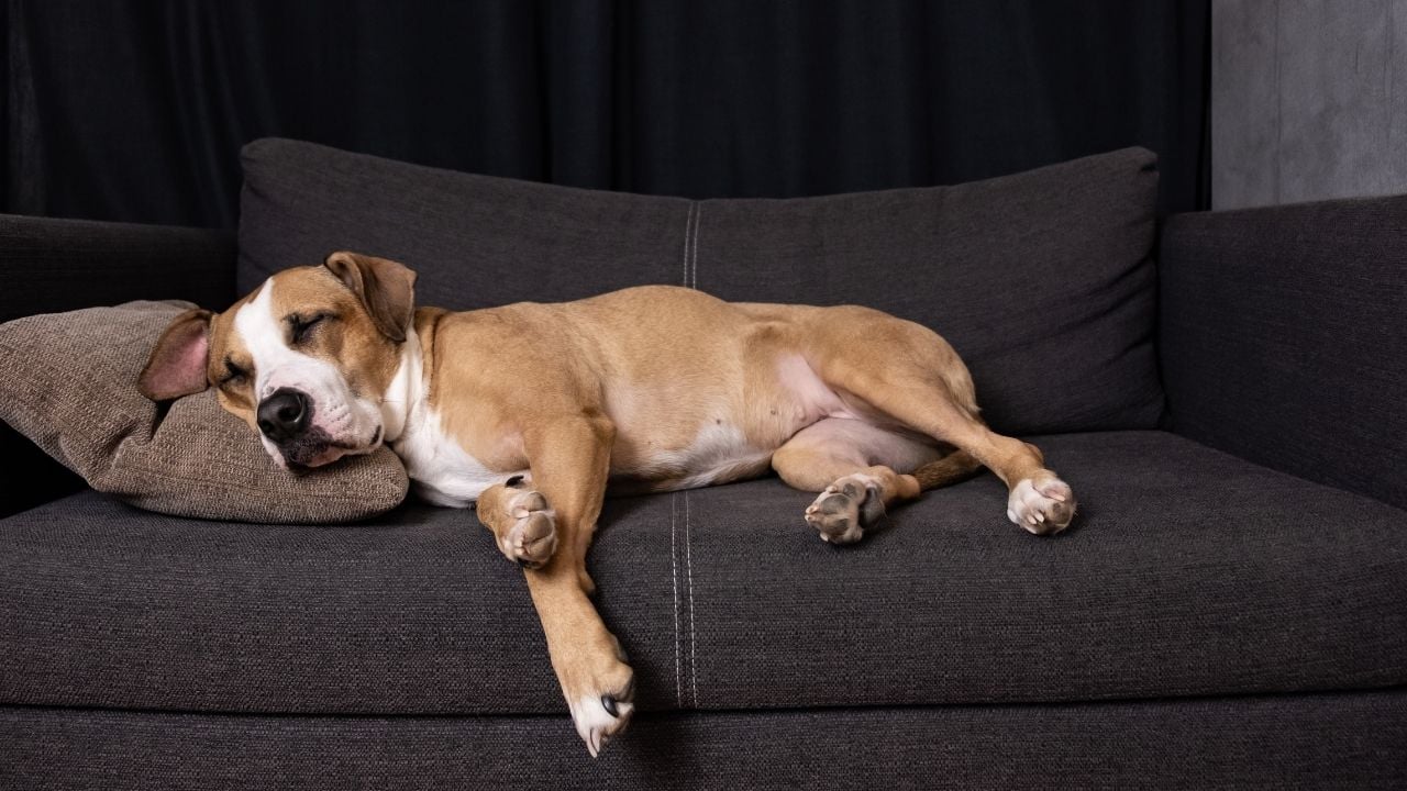 uyuyan bir köpek