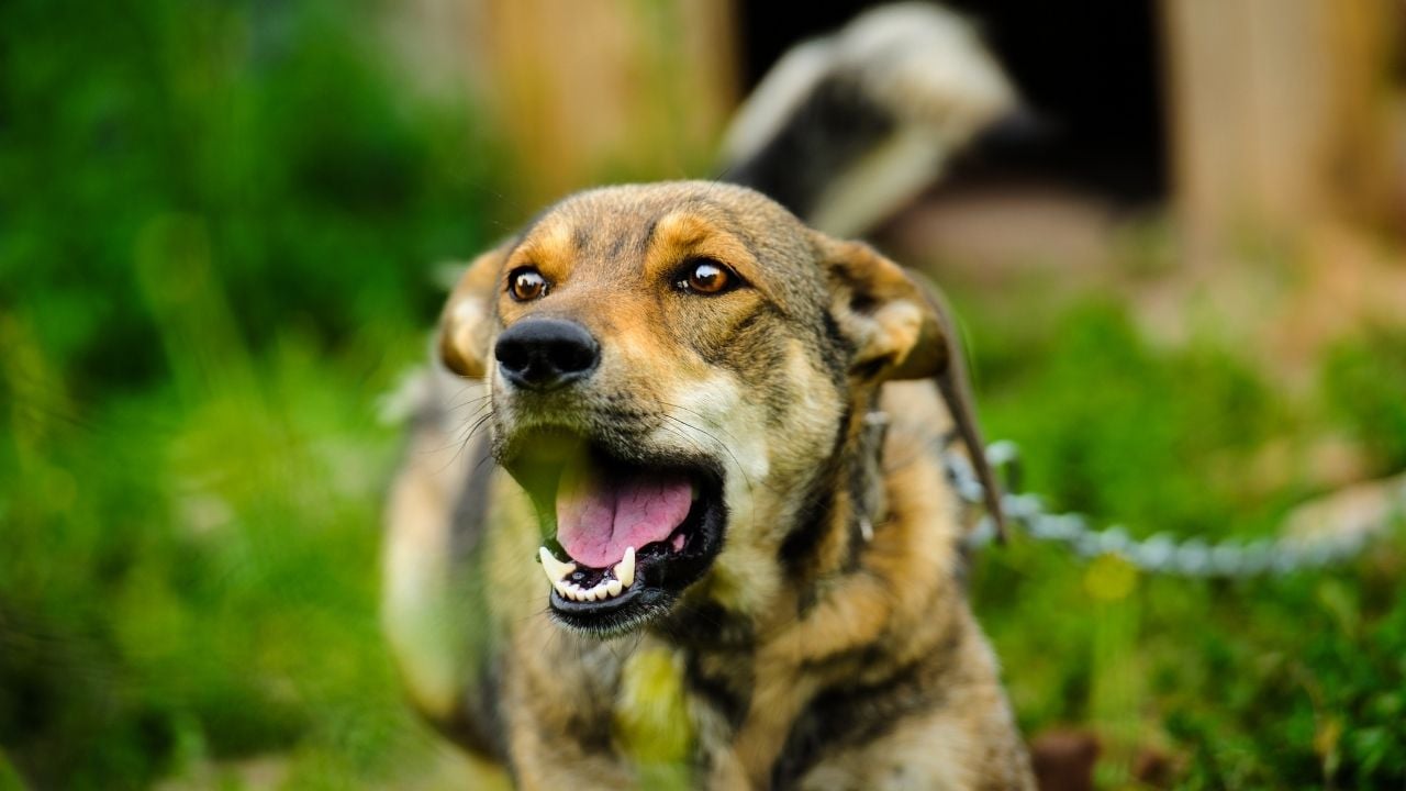 koruma köpeği zincirlenmiş