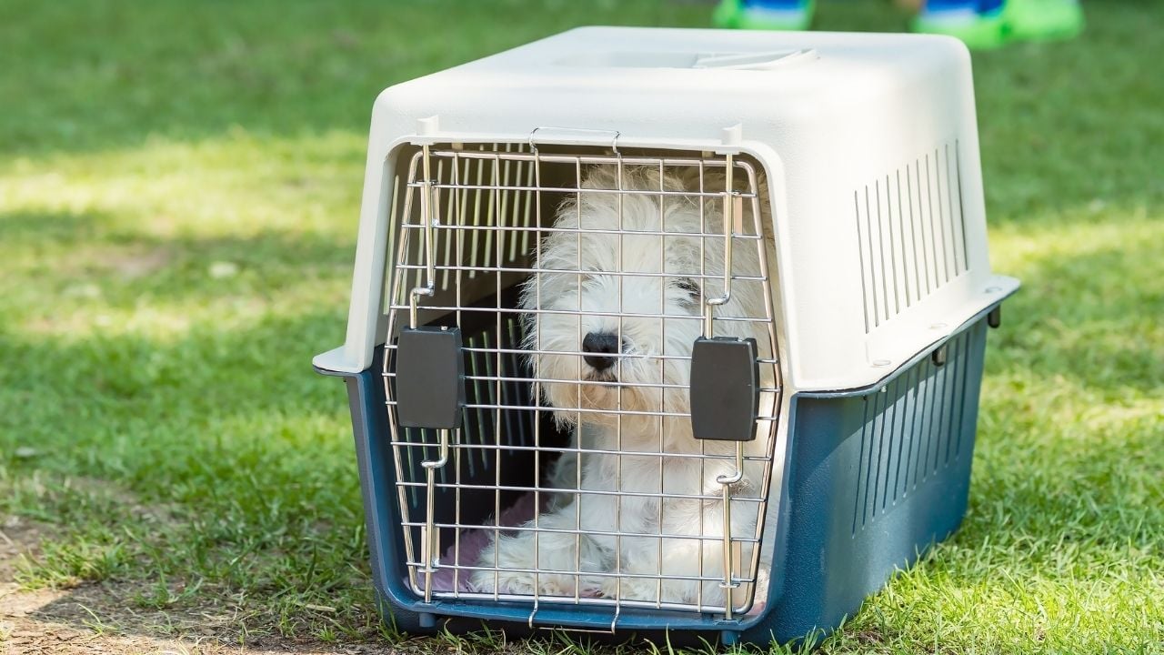 beyaz köpek kafeste