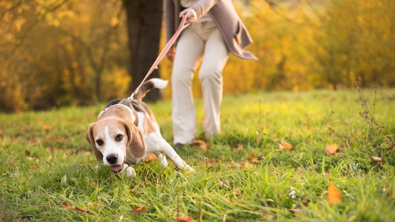 tasması çekilen bir köpek