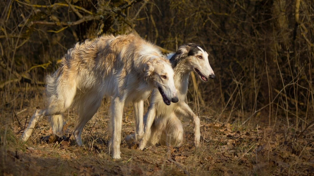 avda iki köpek