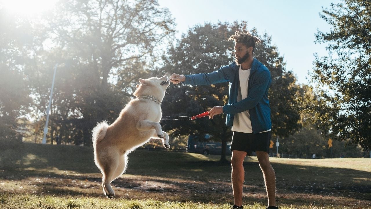 köpek eğitimi anı