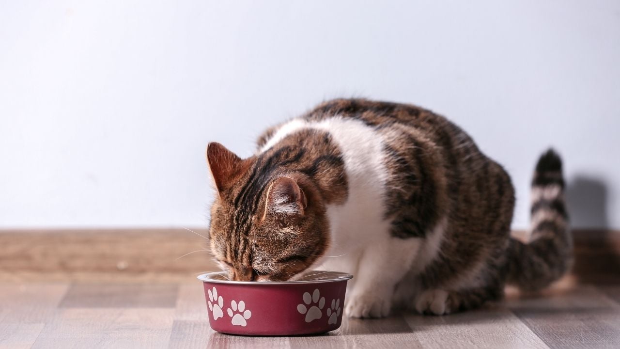kedi bir şeyler yiyor