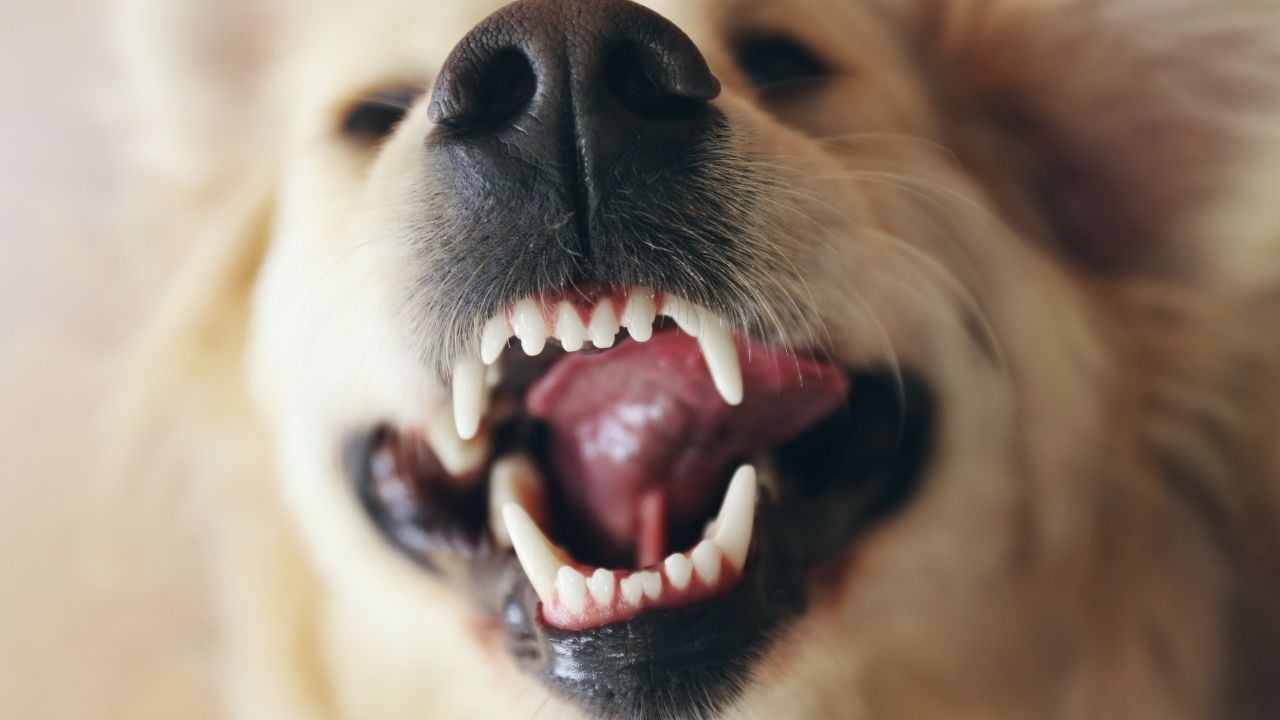 hırlayan bir beyaz köpek