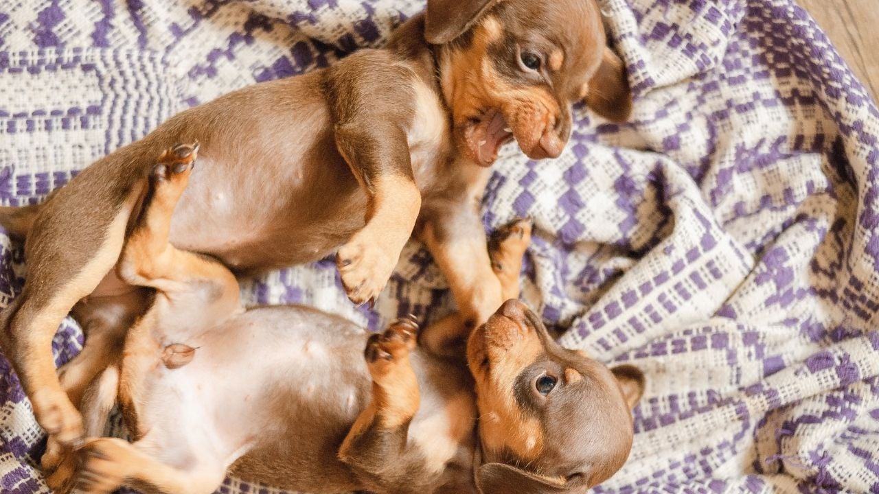 oyun oynarken hırlayan köpek yavruları