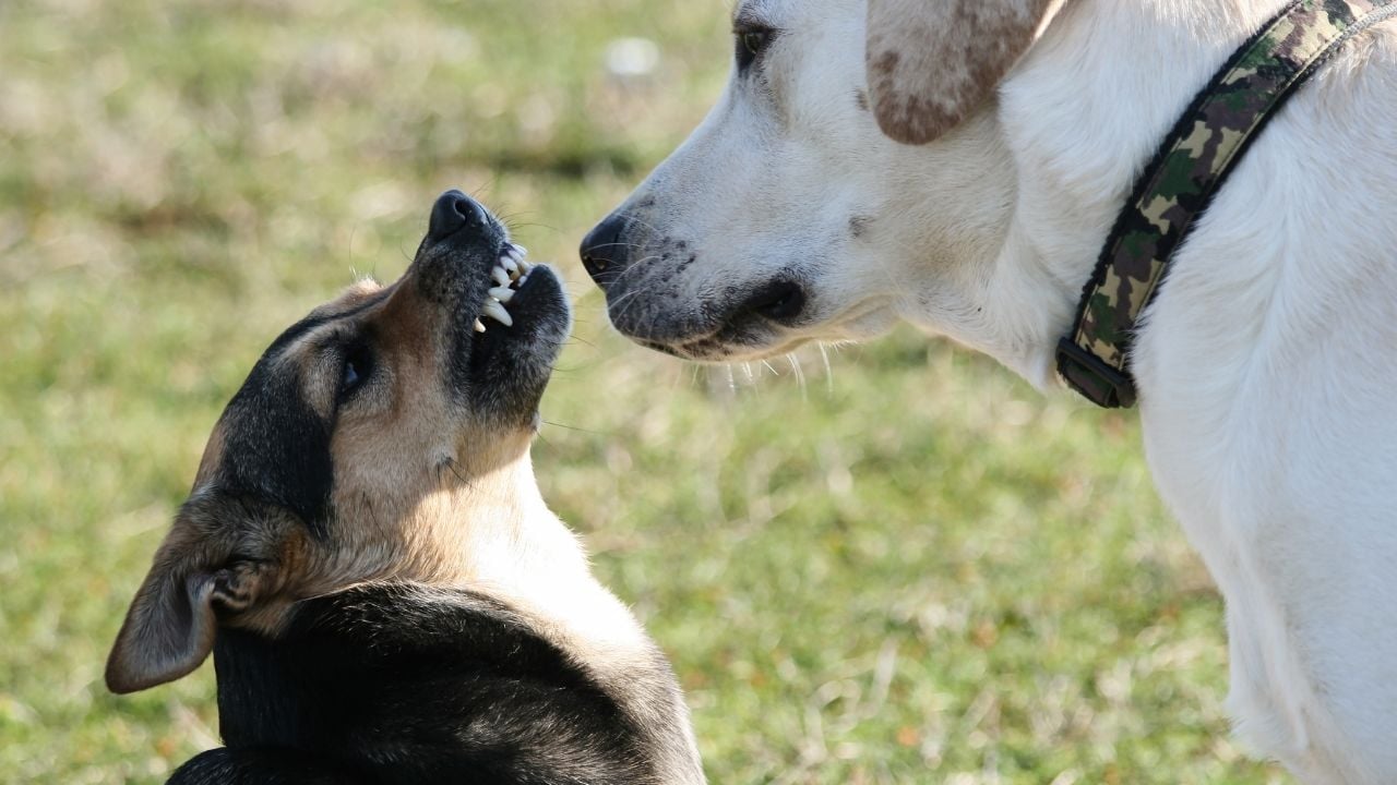köpek diğer köpeğe hırlıyor