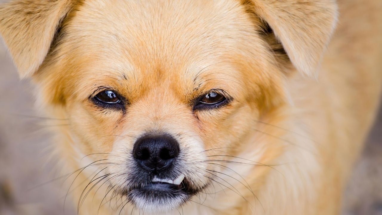 sinirli köpek