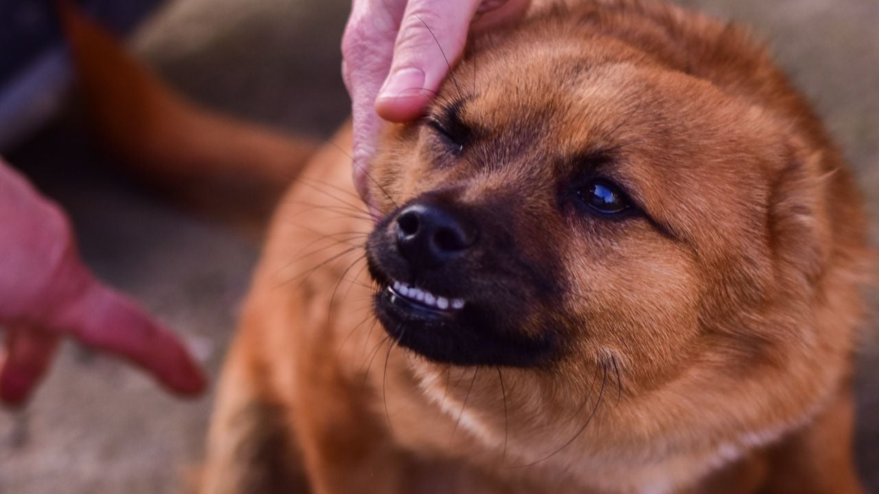 bir köpek hırlıyor