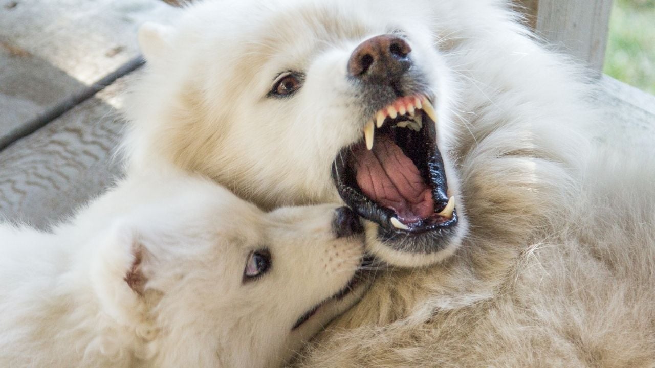 beyaz köpek hırlıyor