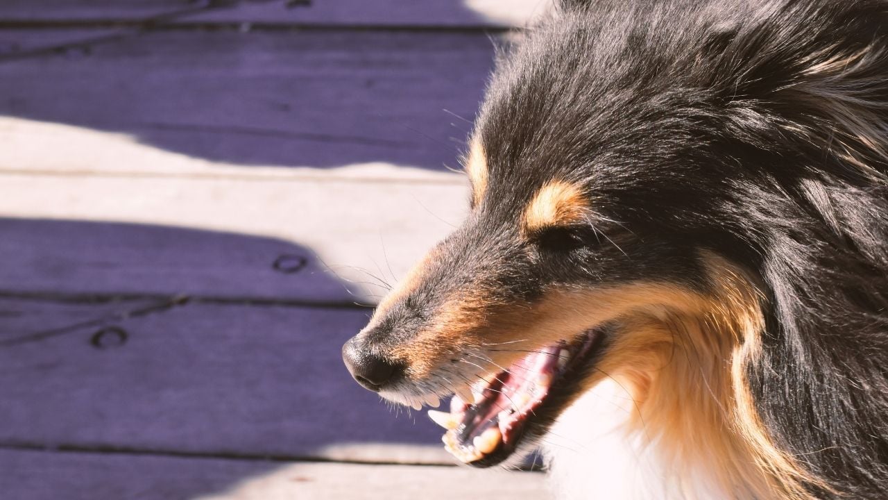 hırlayan bir köpek